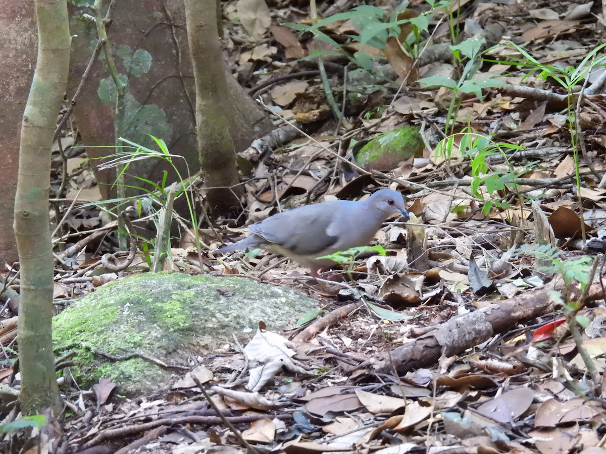 krattdue - ML646172255