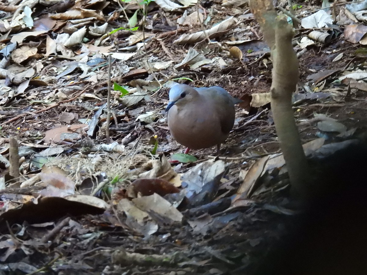 gråpannedue - ML646172274