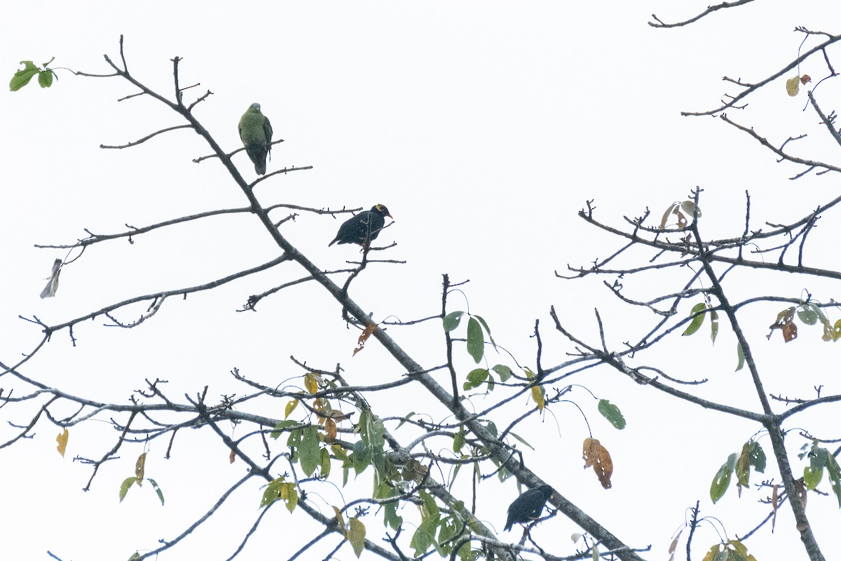 Southern Hill Myna - ML646172277