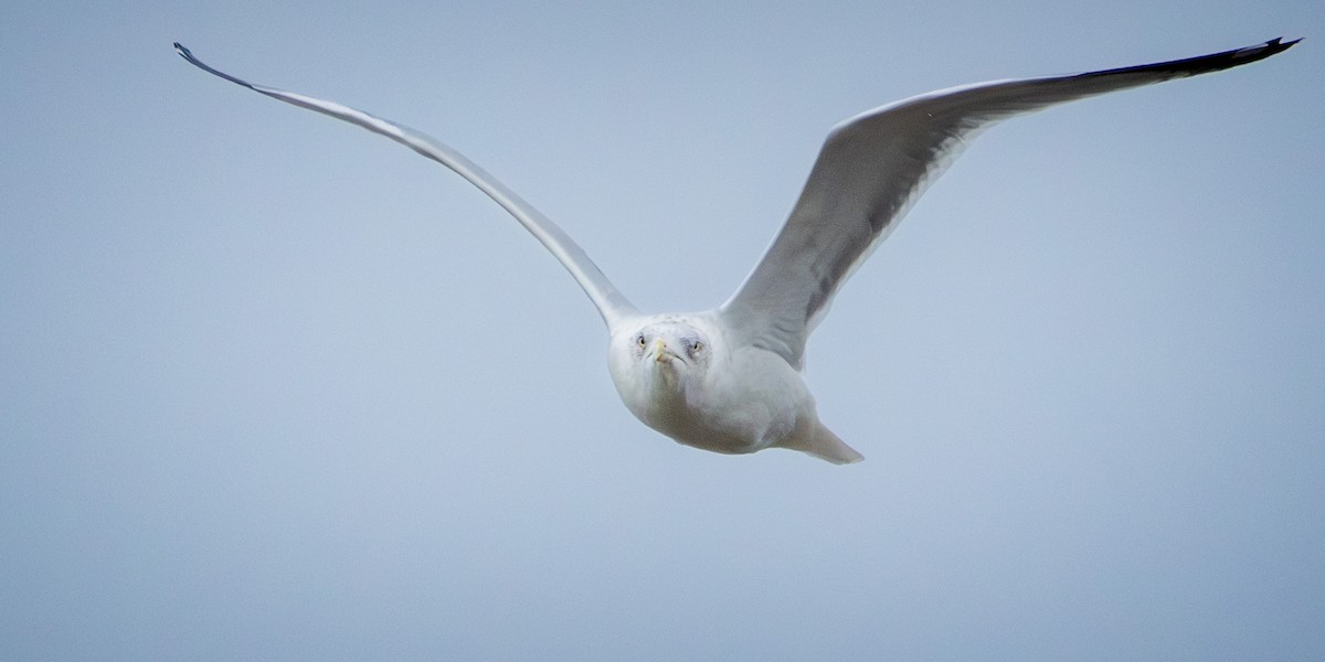 amerikagråmåke - ML646172278