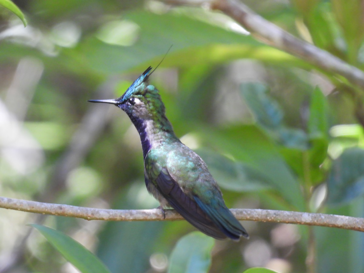 Green-crowned Plovercrest - ML646172280
