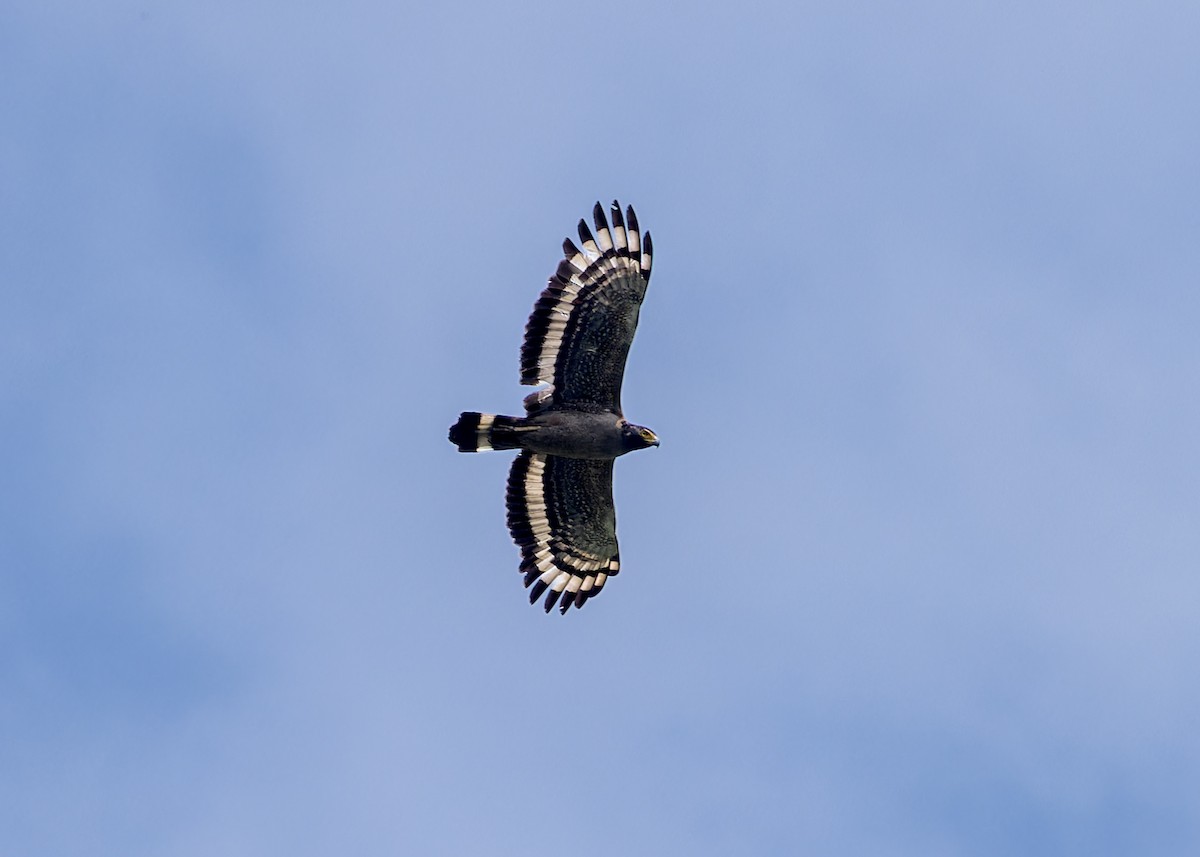 Crested Serpent-Eagle (Crested) - ML646172281