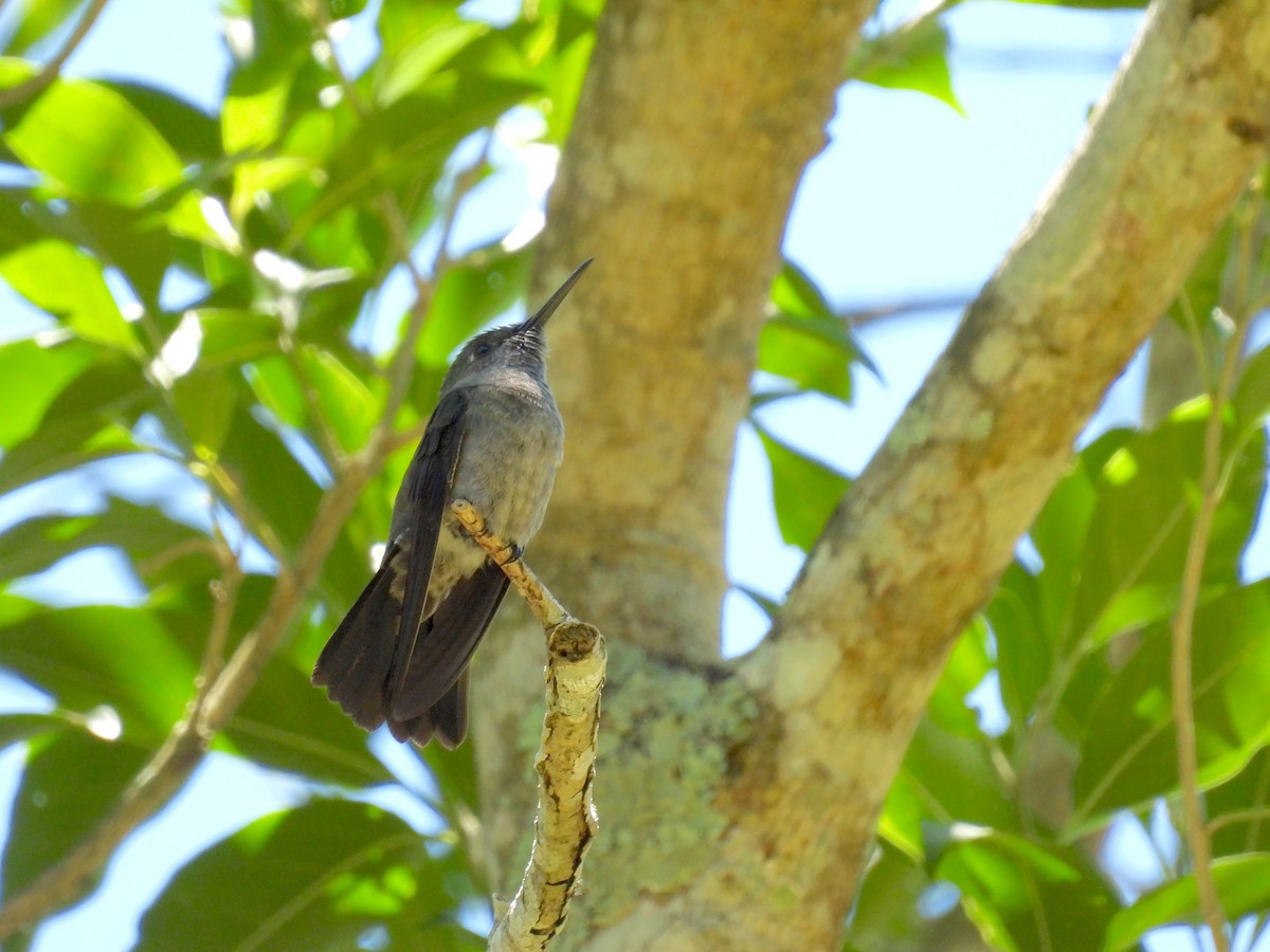 Sombre Hummingbird - ML646172282