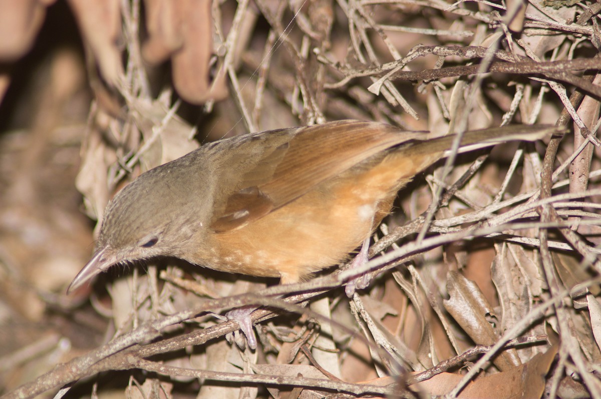 Little Shrikethrush - ML646172283