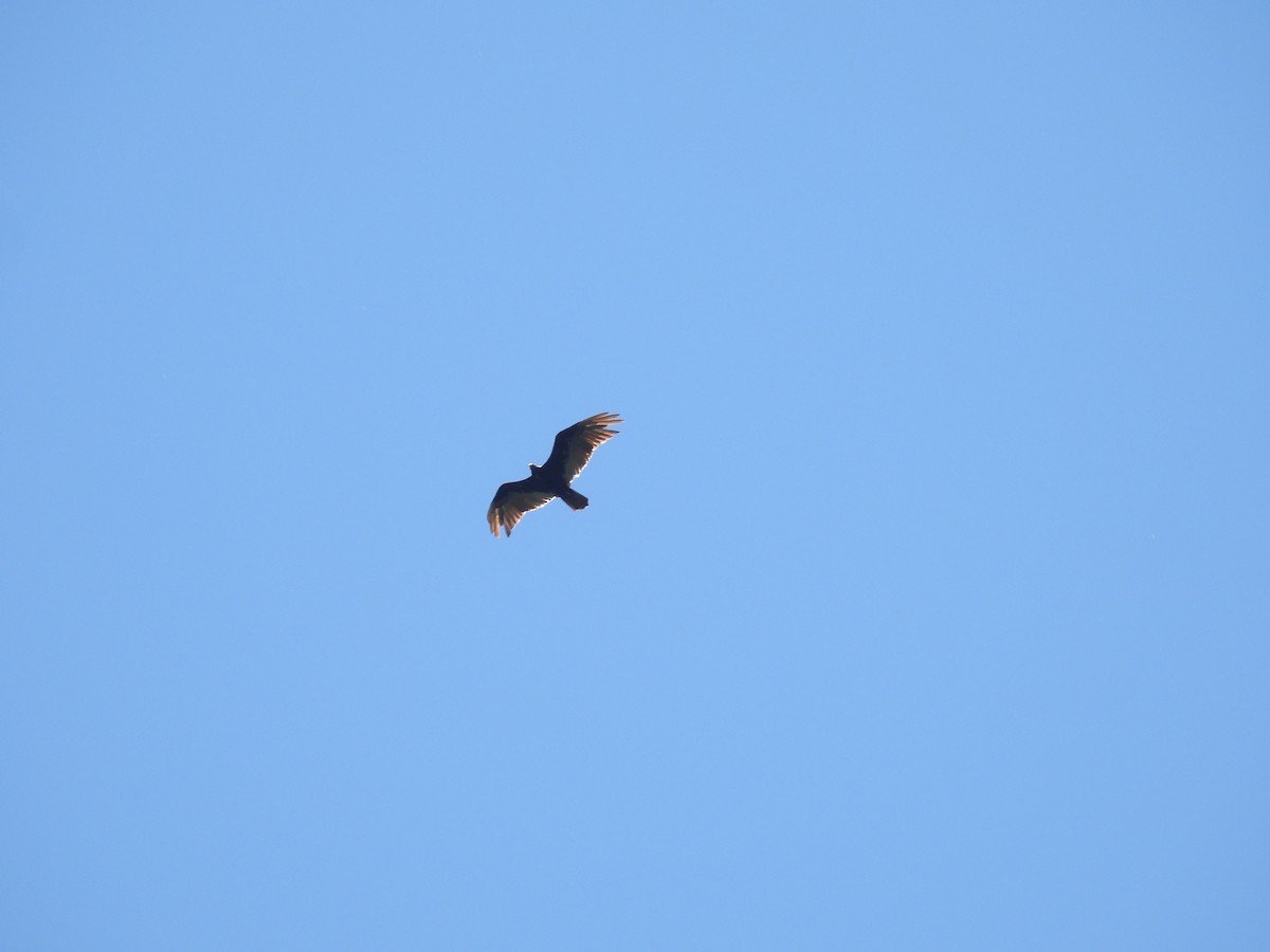 Urubu à tête rouge - ML646172284