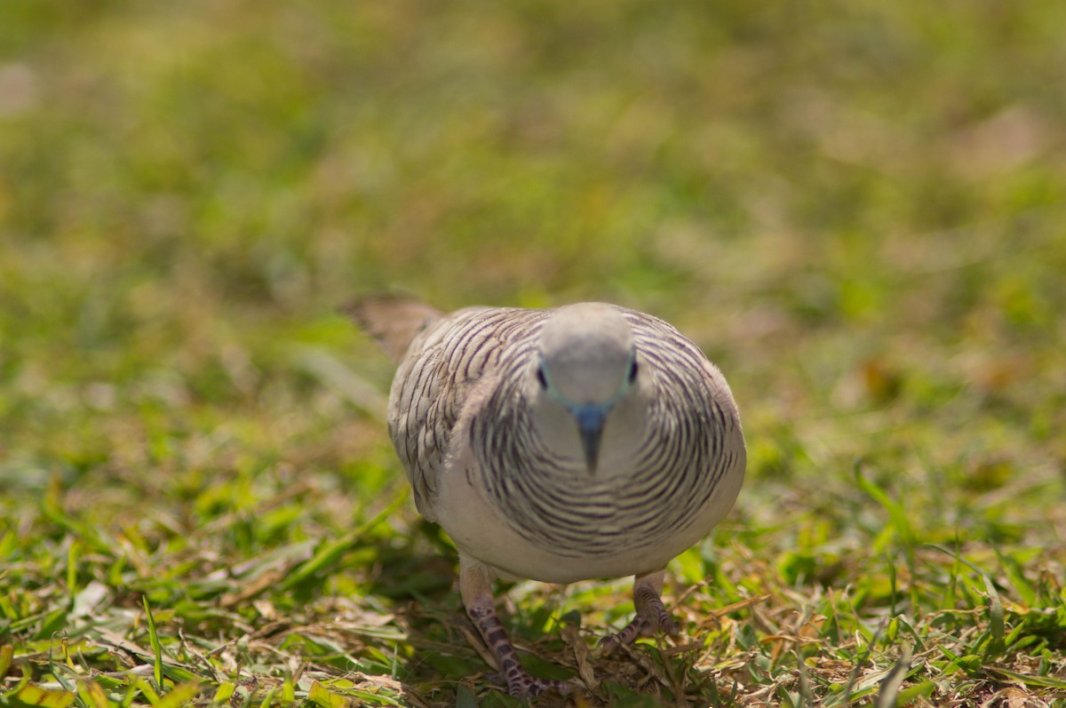 Горлиця австралійська - ML646172285