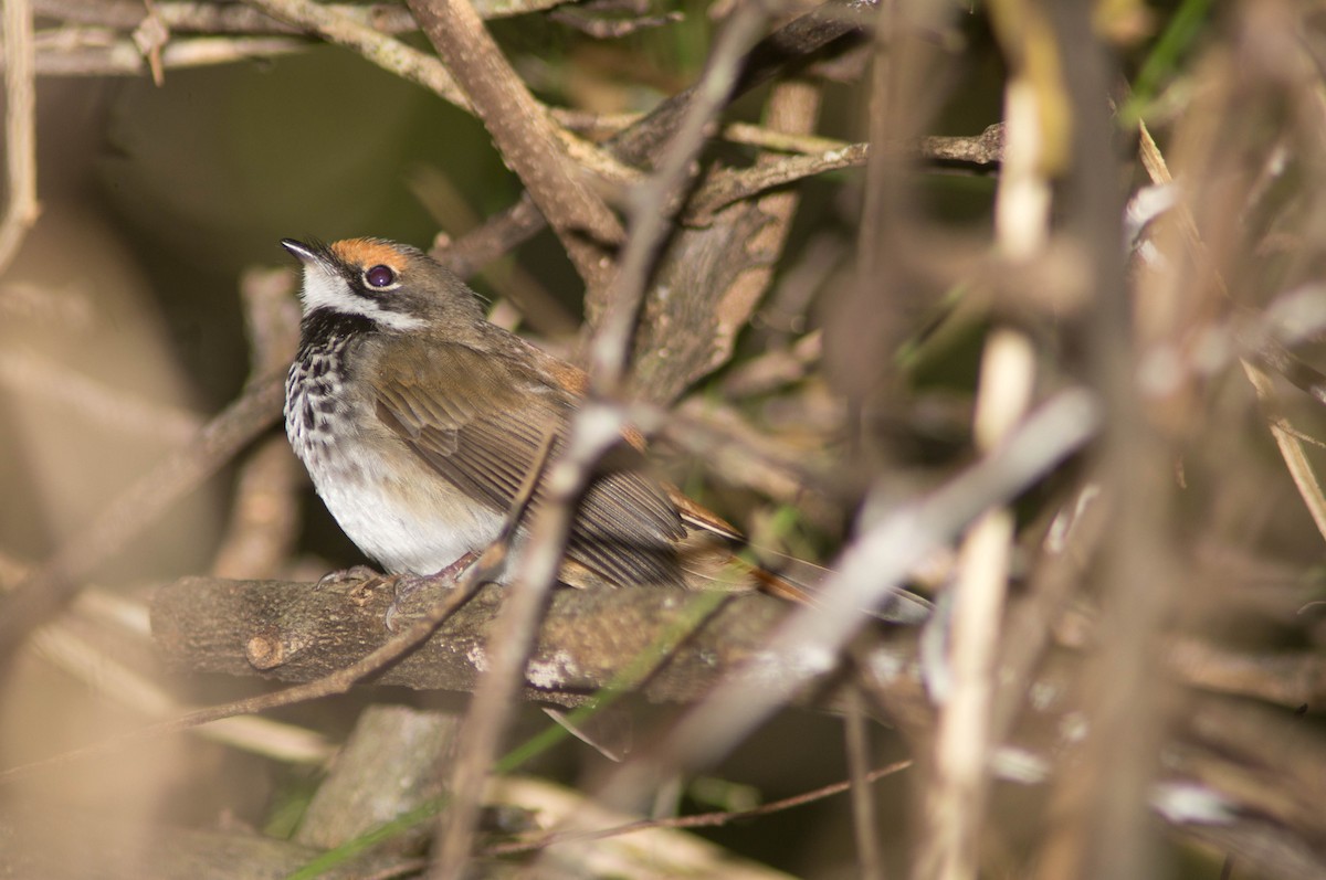 Australian Rufous Fantail - ML646172289
