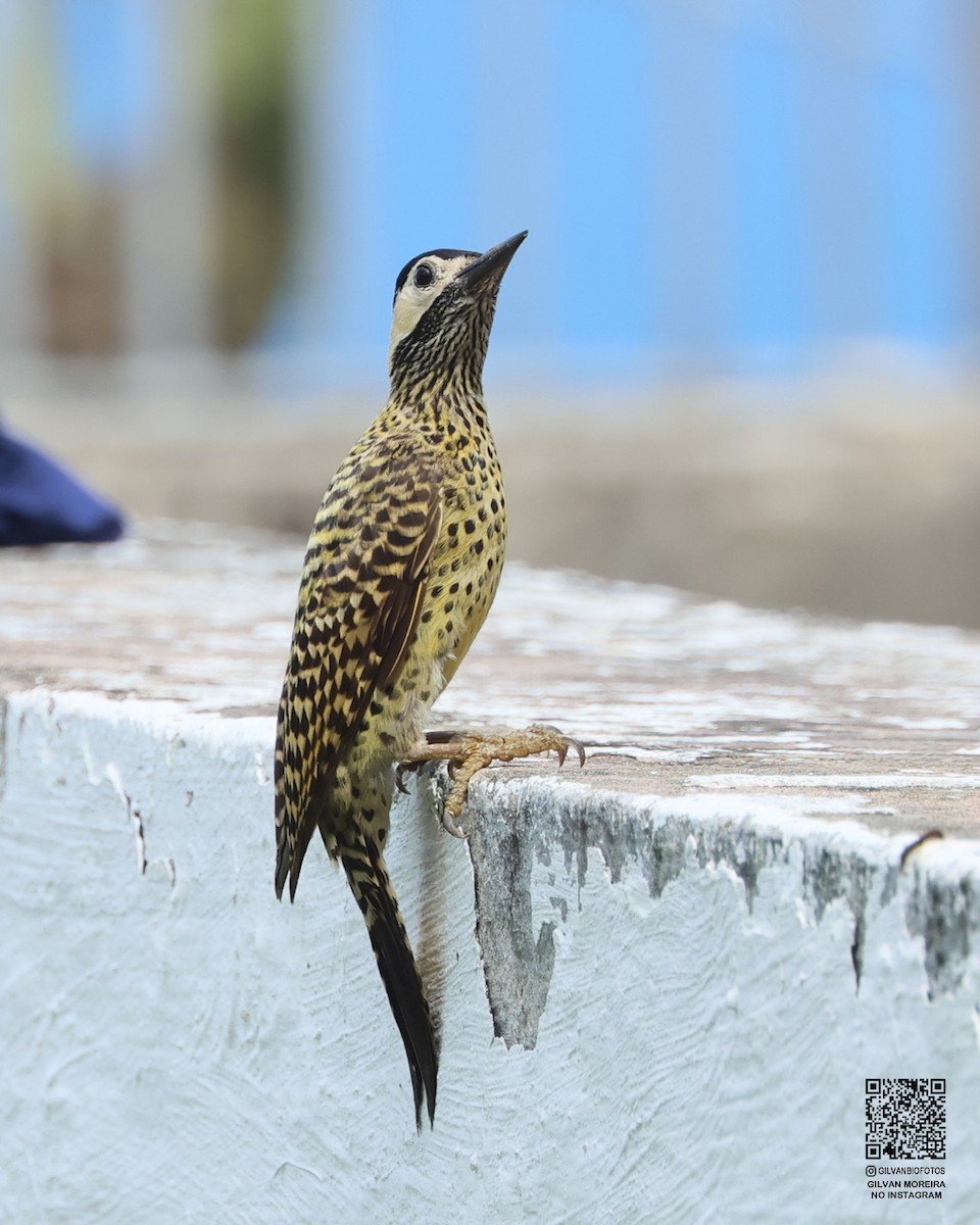 Grünbindenspecht - ML646172290