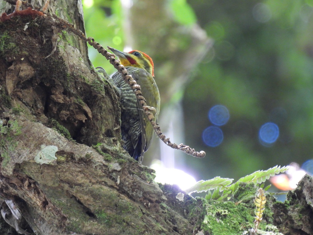 Altın Kaşlı Ağaçkakan - ML646172291