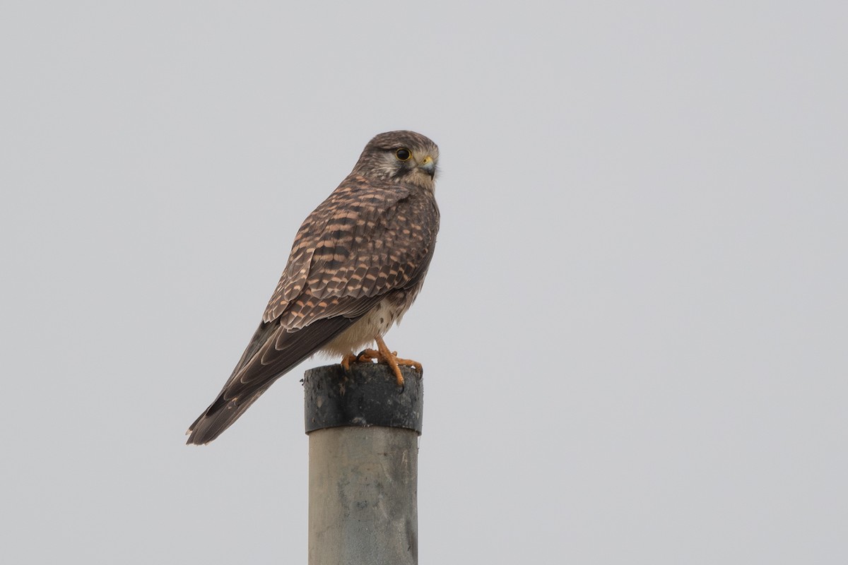 Eurasian Kestrel - ML646172292