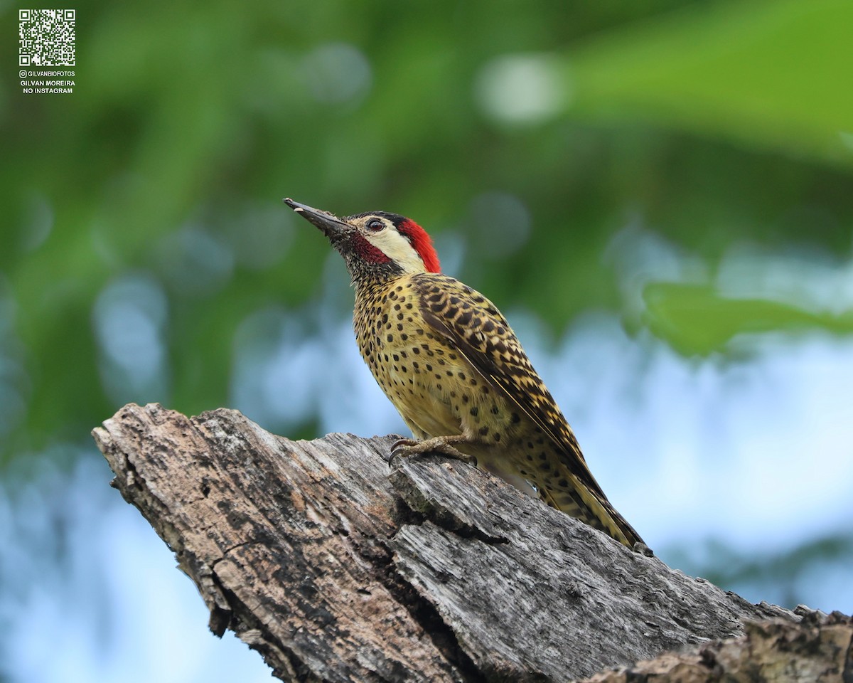 Grünbindenspecht - ML646172294