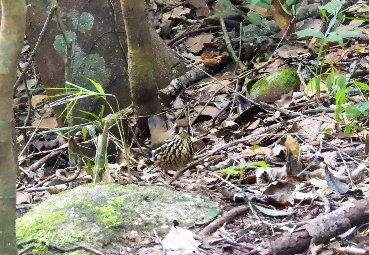 Such's Antthrush - ML646172295