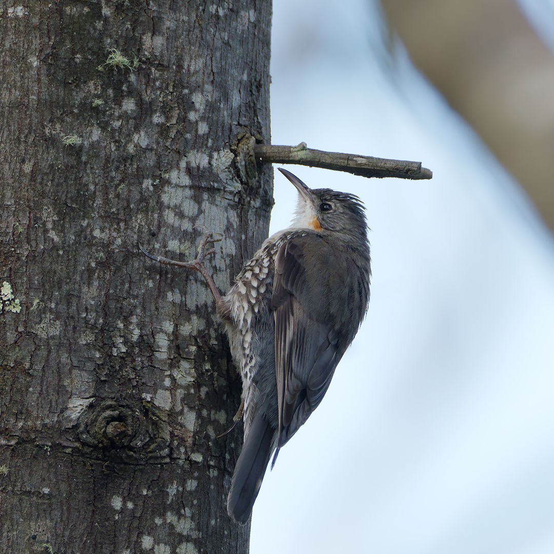 White-throated Treecreeper (White-throated) - ML646172298
