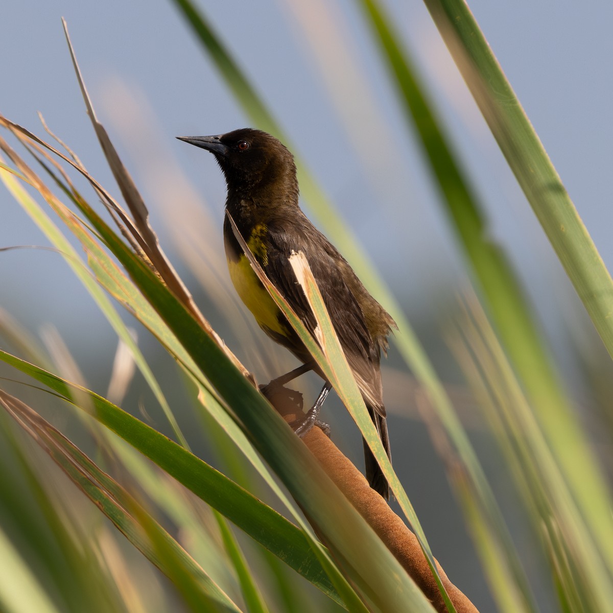 Brown-and-yellow Marshbird - ML646172299