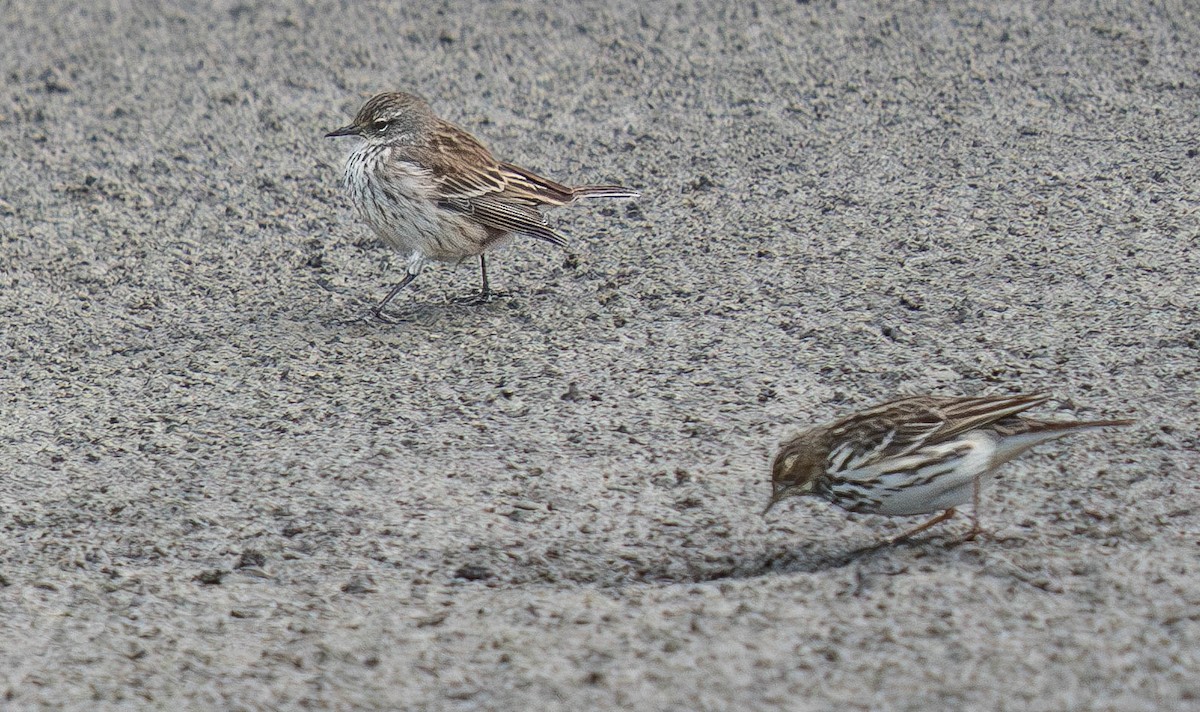 Siberian Pipit - ML646172300