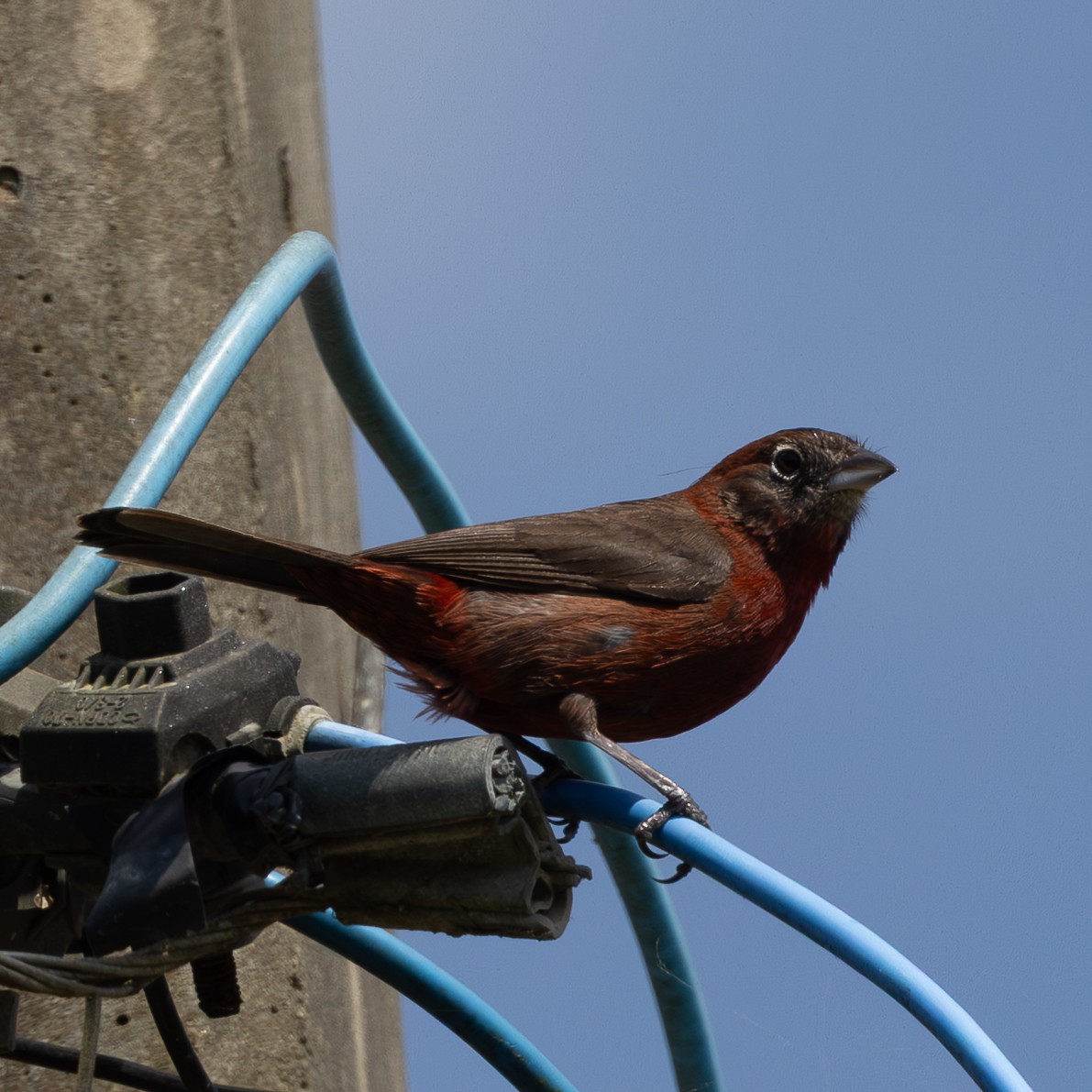 Red-crested Finch - ML646172302