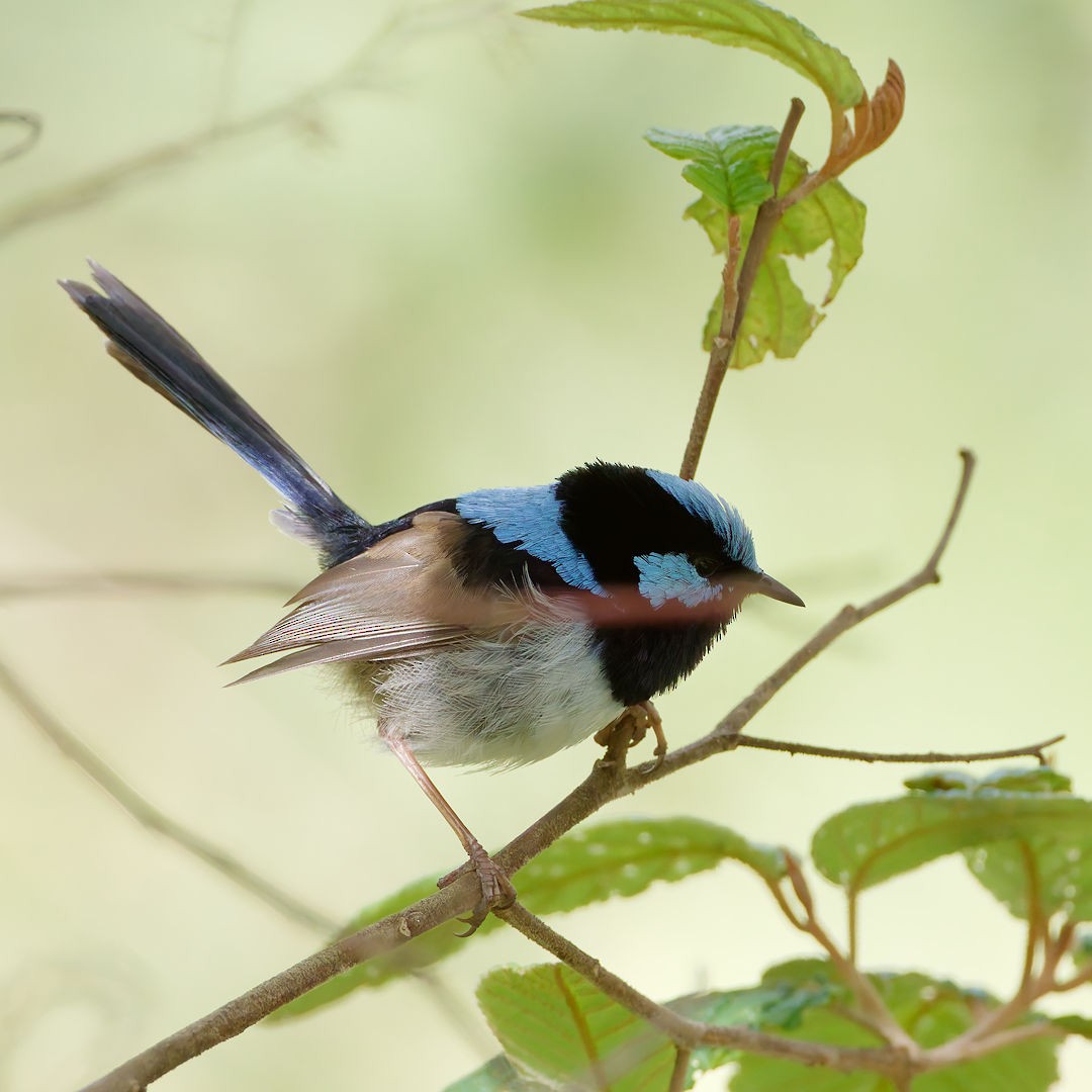 Superb Fairywren - ML646172303