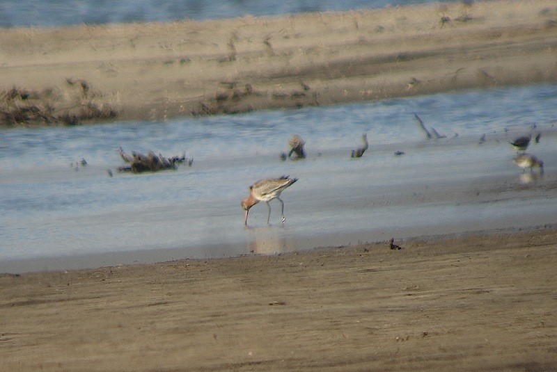 Black-tailed Godwit - ML646172304