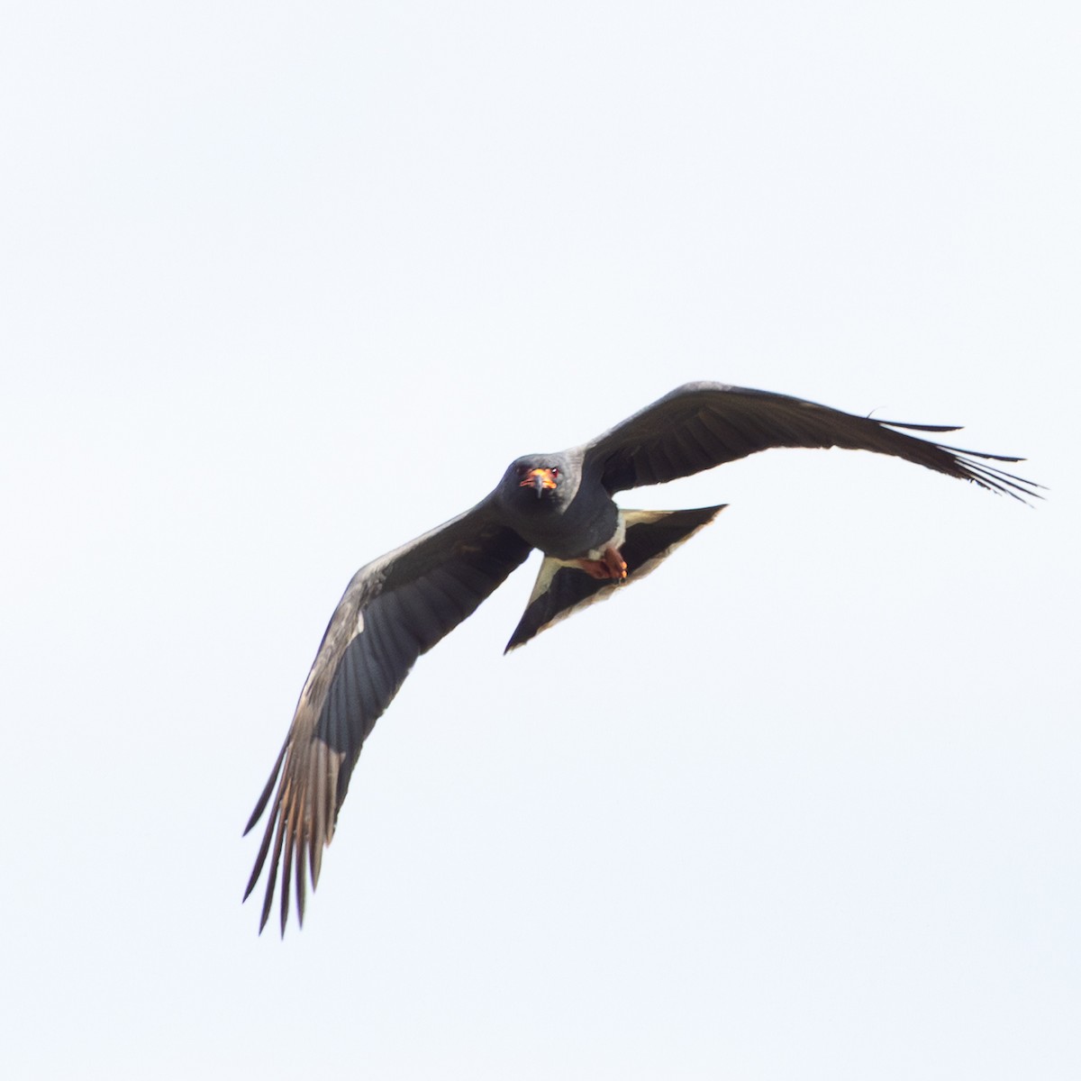 Snail Kite - ML646172305