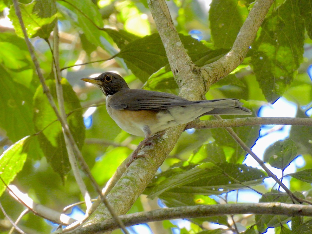 White-necked Thrush - ML646172306