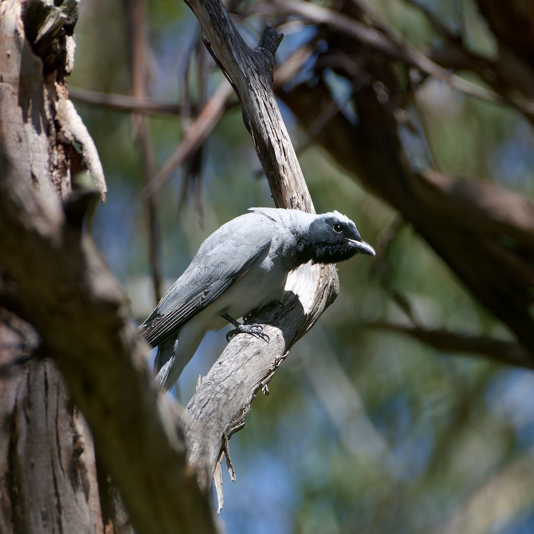 Black-faced Cuckooshrike - ML646172307