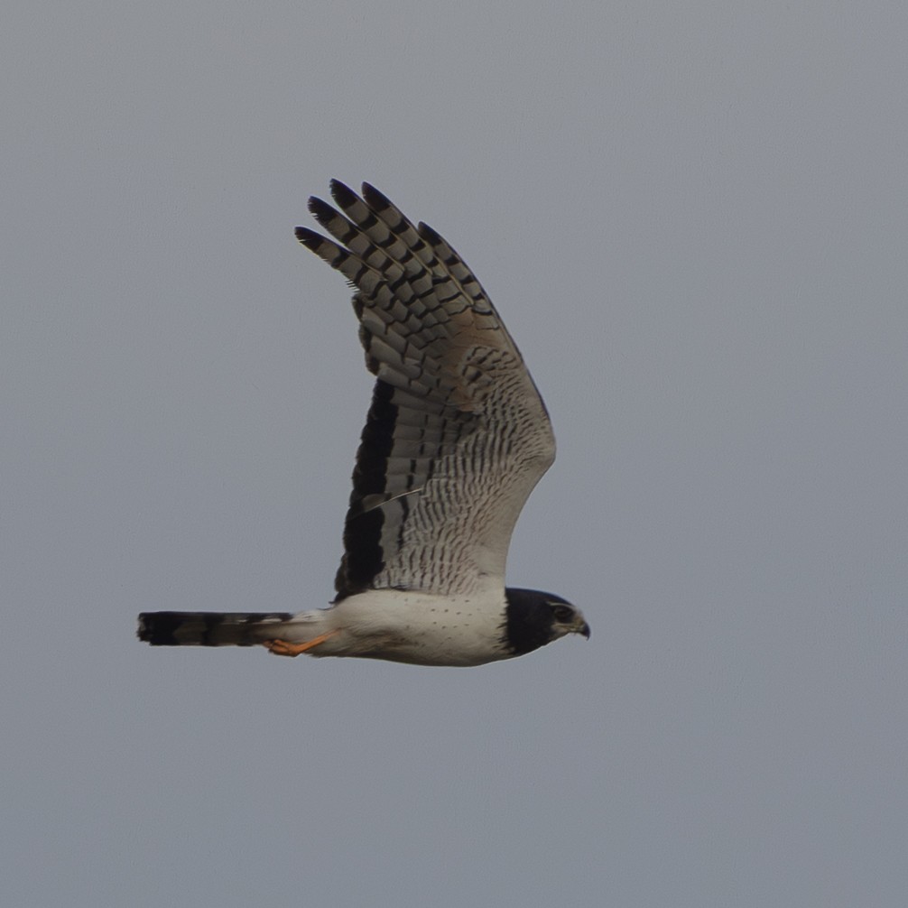 Long-winged Harrier - ML646172308