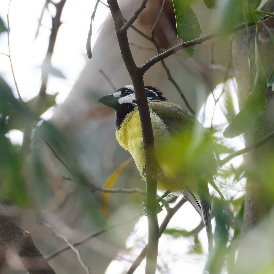 Eastern Shrike-tit - ML646172309