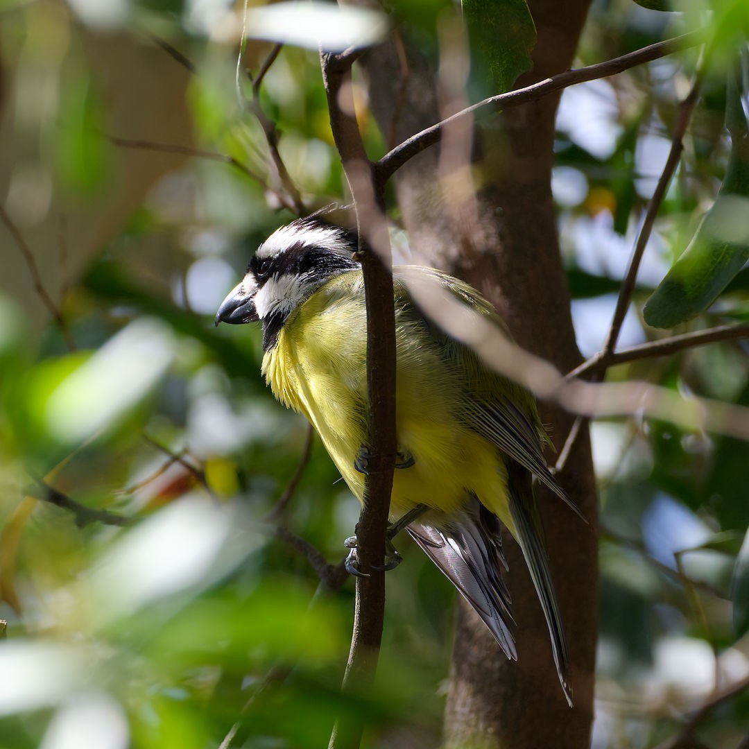 Eastern Shrike-tit - ML646172310
