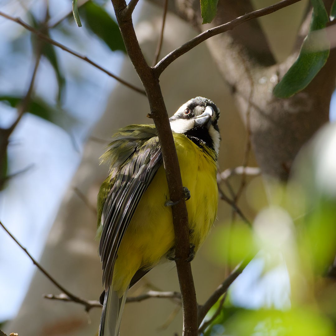 Eastern Shrike-tit - ML646172311
