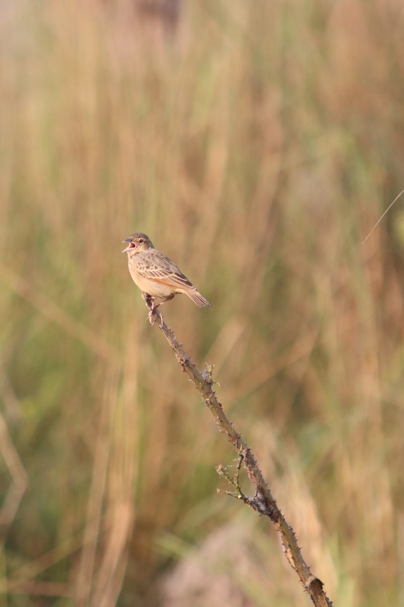 Bengal Bushlark - ML646172312