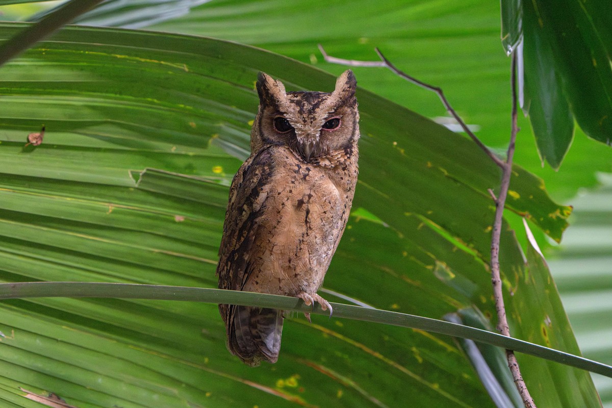 Collared Scops-Owl - ML646172313