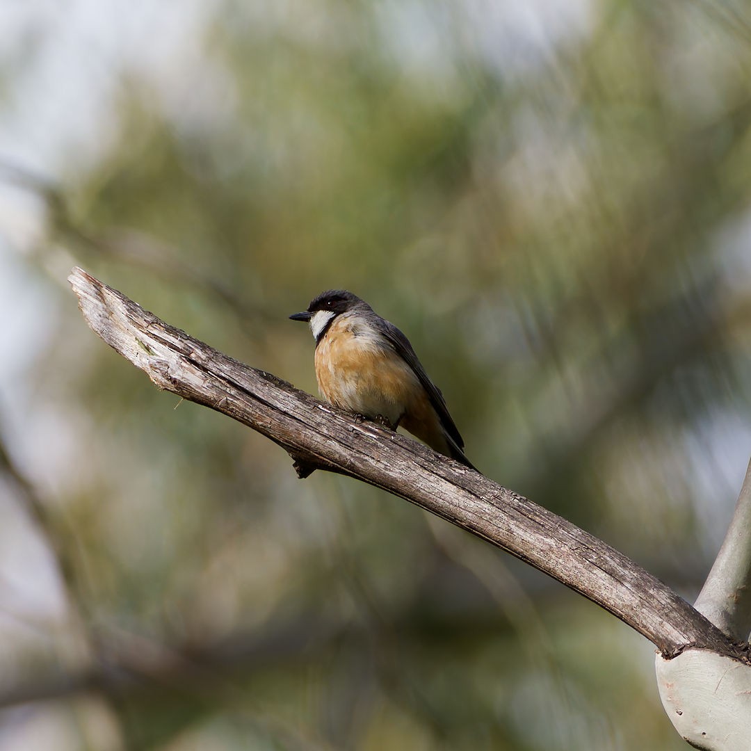 Rufous Whistler (Australian) - ML646172314