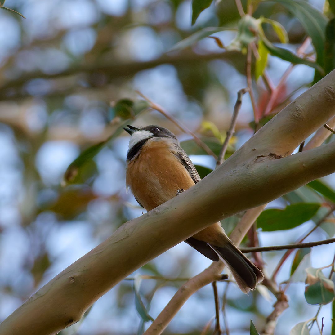 Rufous Whistler (Australian) - ML646172315