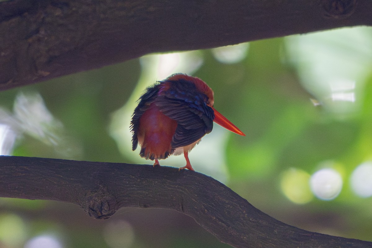 Dschungelzwergfischer - ML646172316