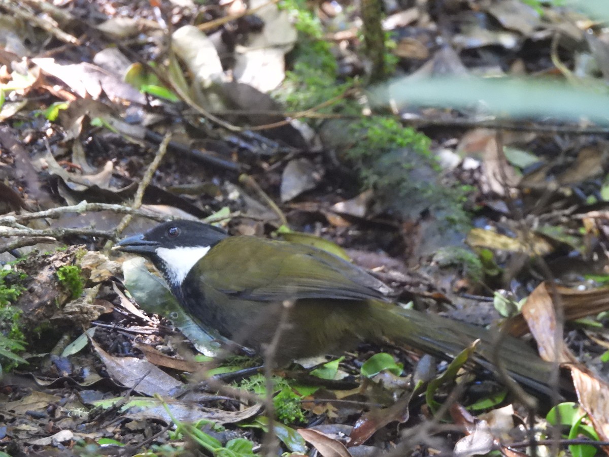 Schwarzschopfflöter - ML646172319