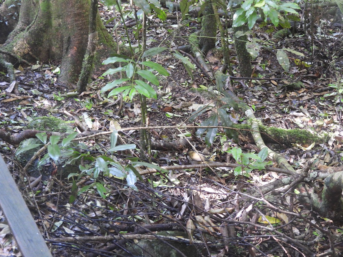 Schwarzschopfflöter - ML646172320