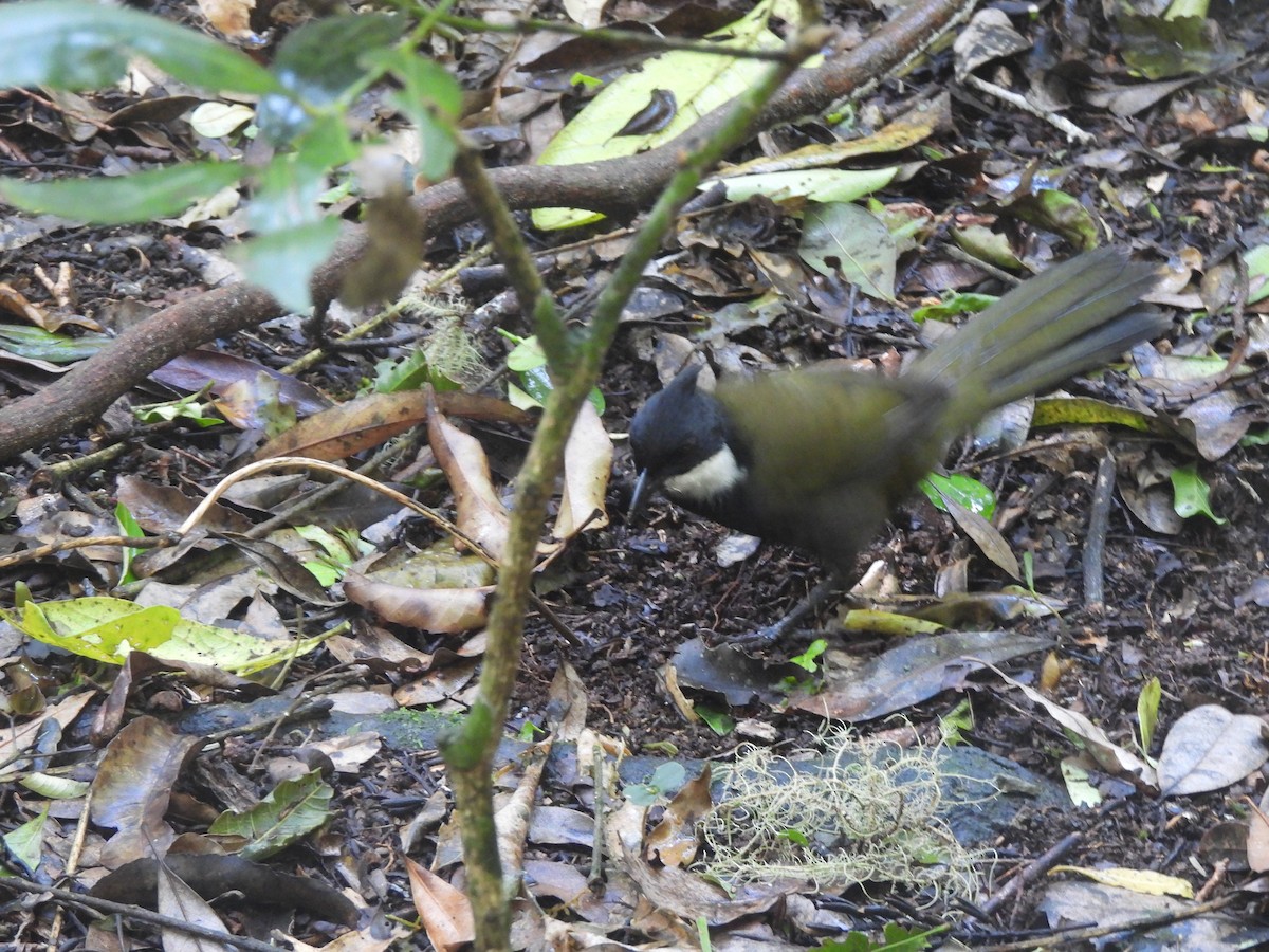 Schwarzschopfflöter - ML646172321