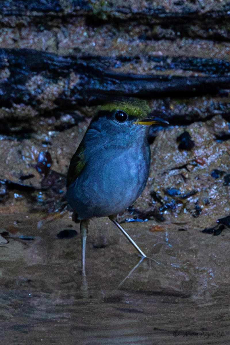 Olivscheitel-Stutzschwanz - ML646172322