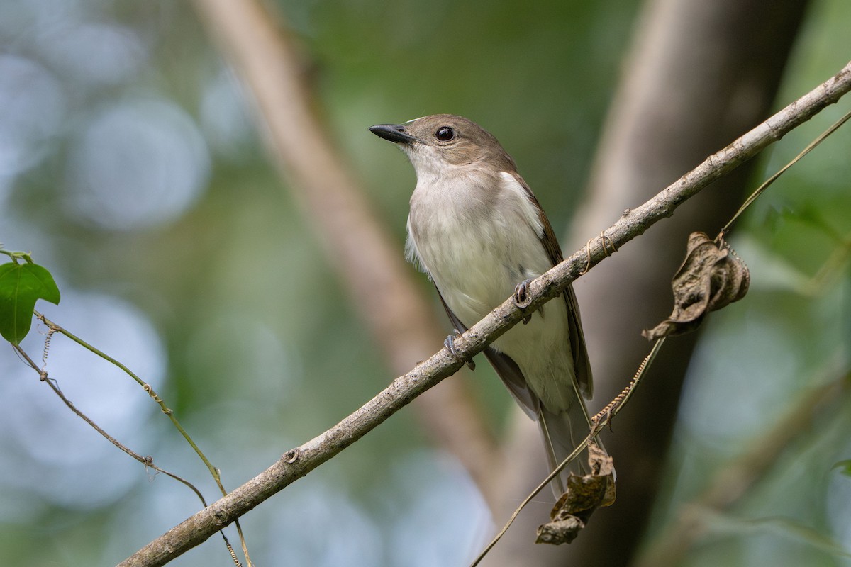 Schnäpperdickkopf - ML646172323