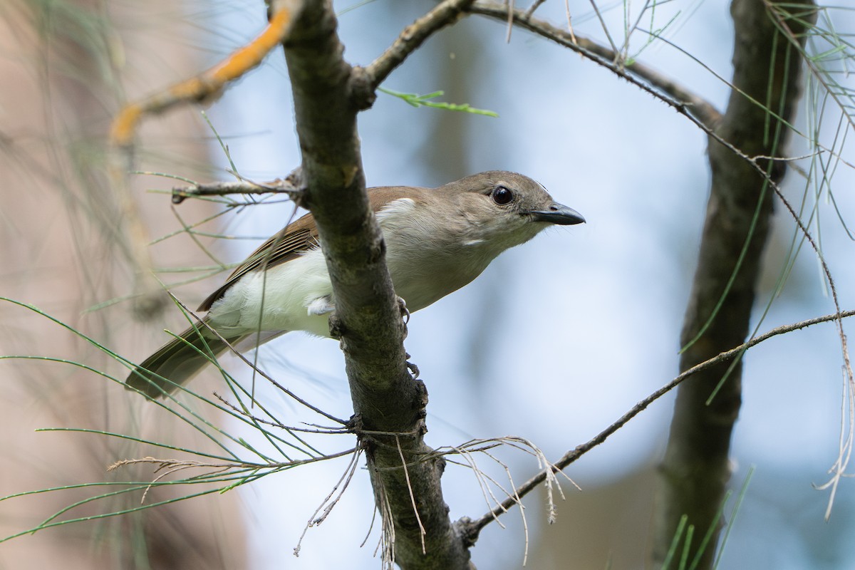 Schnäpperdickkopf - ML646172324