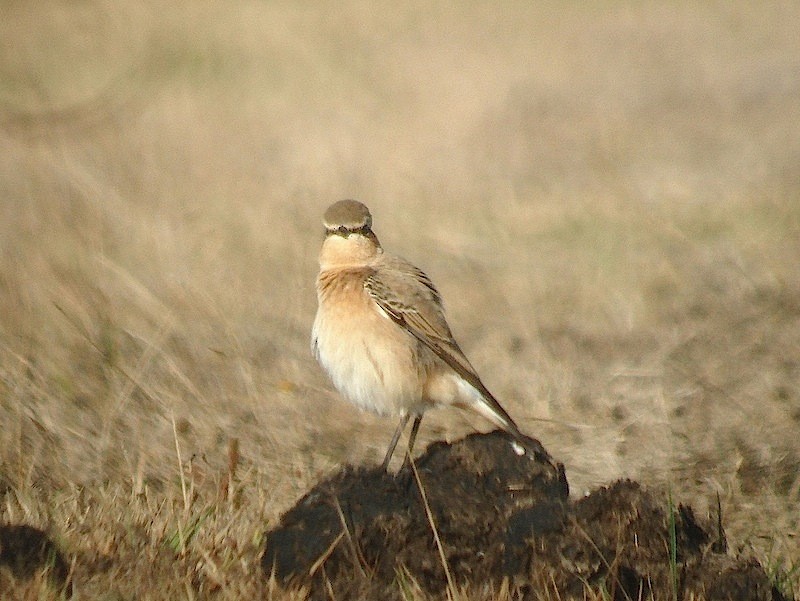 Steinschmätzer - ML646172325