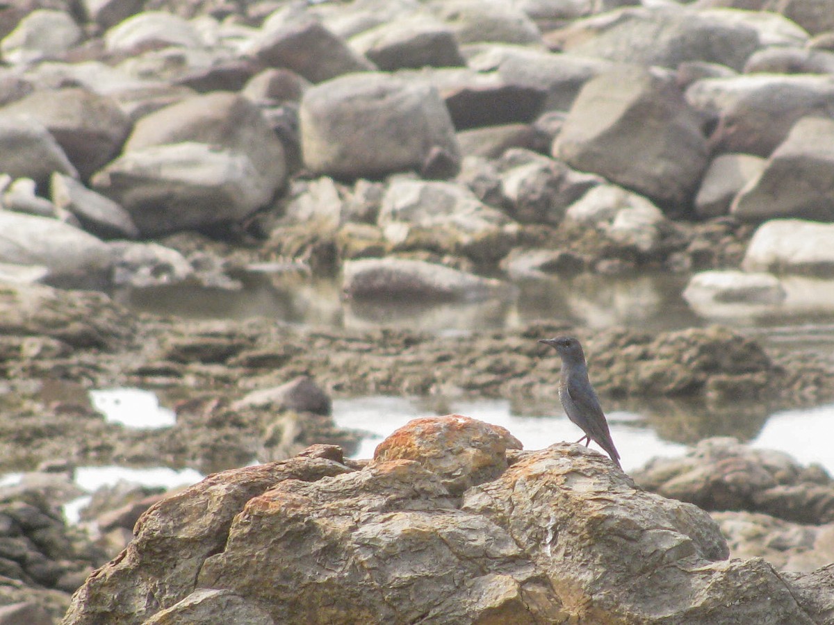 Blaumerle - ML646172326