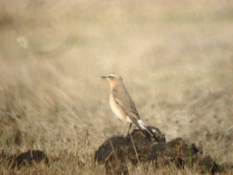 Steinschmätzer - ML646172327