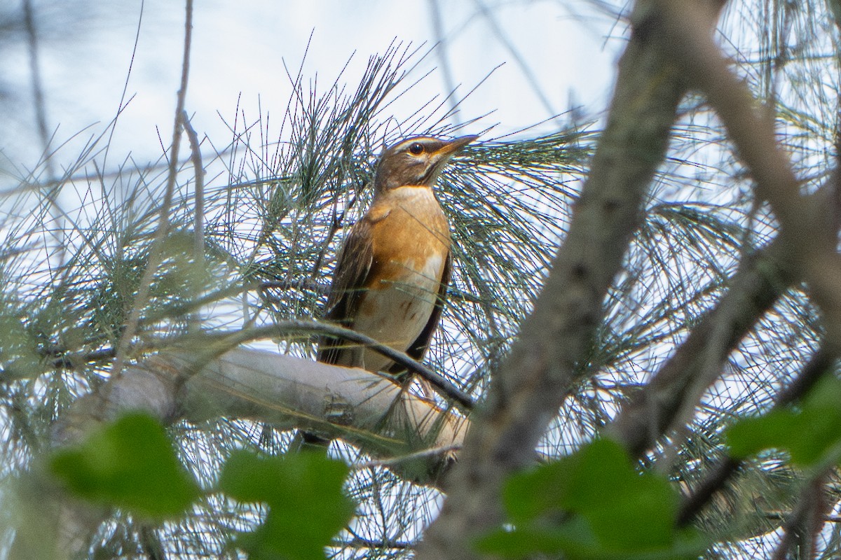 Weißbrauendrossel - ML646172328