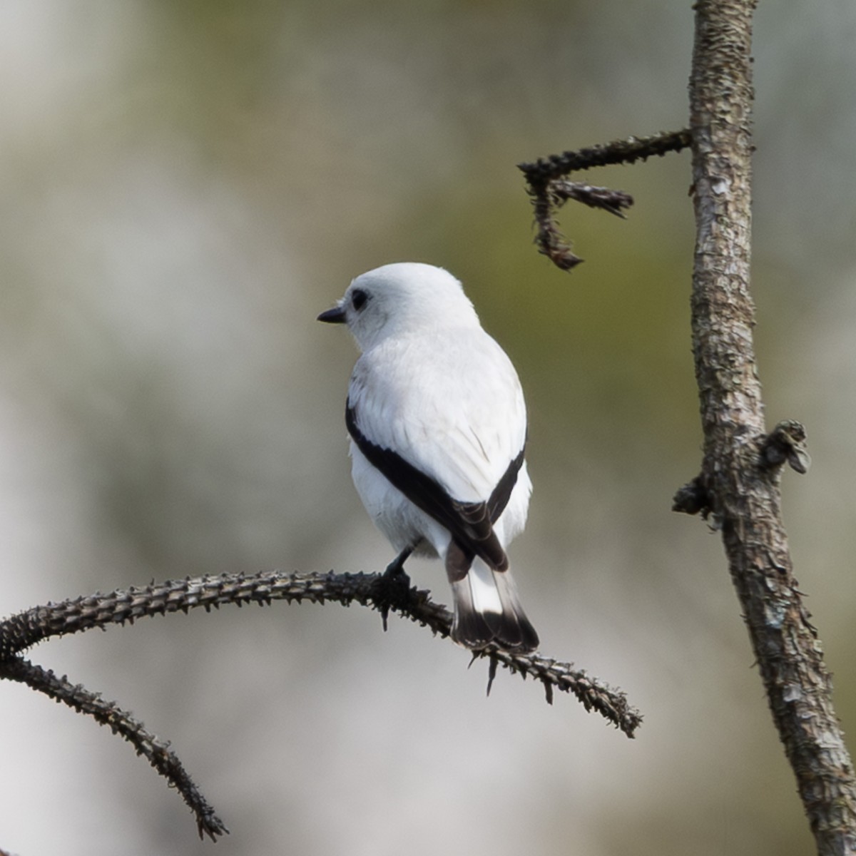 Weißscheckenentyrann - ML646172329