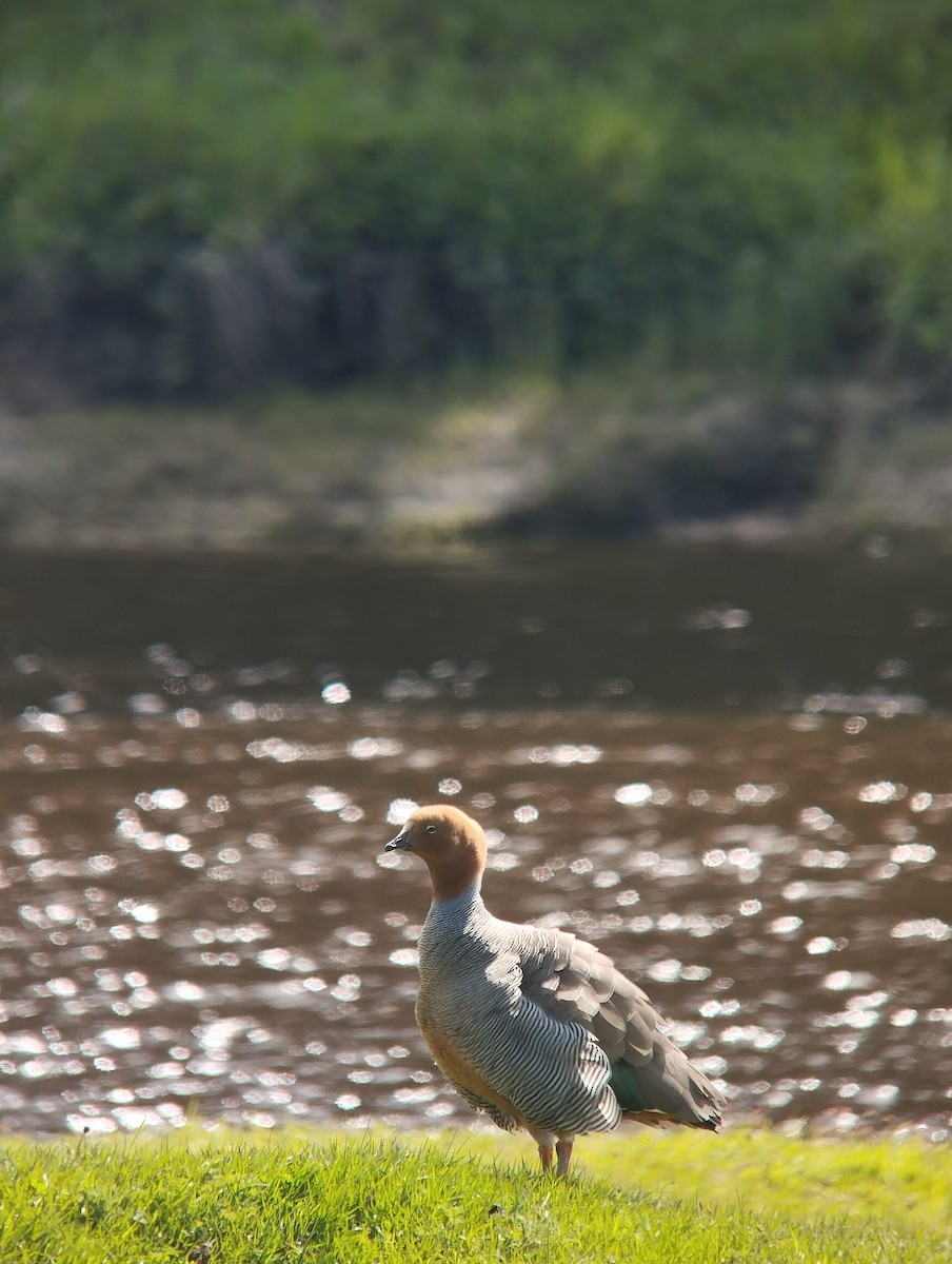 Rotkopfgans - ML646172330