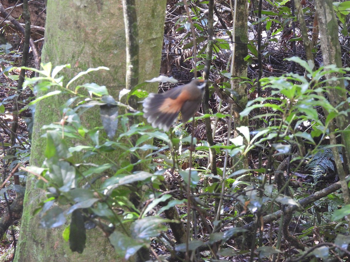 Fuchsfächerschwanz - ML646172331