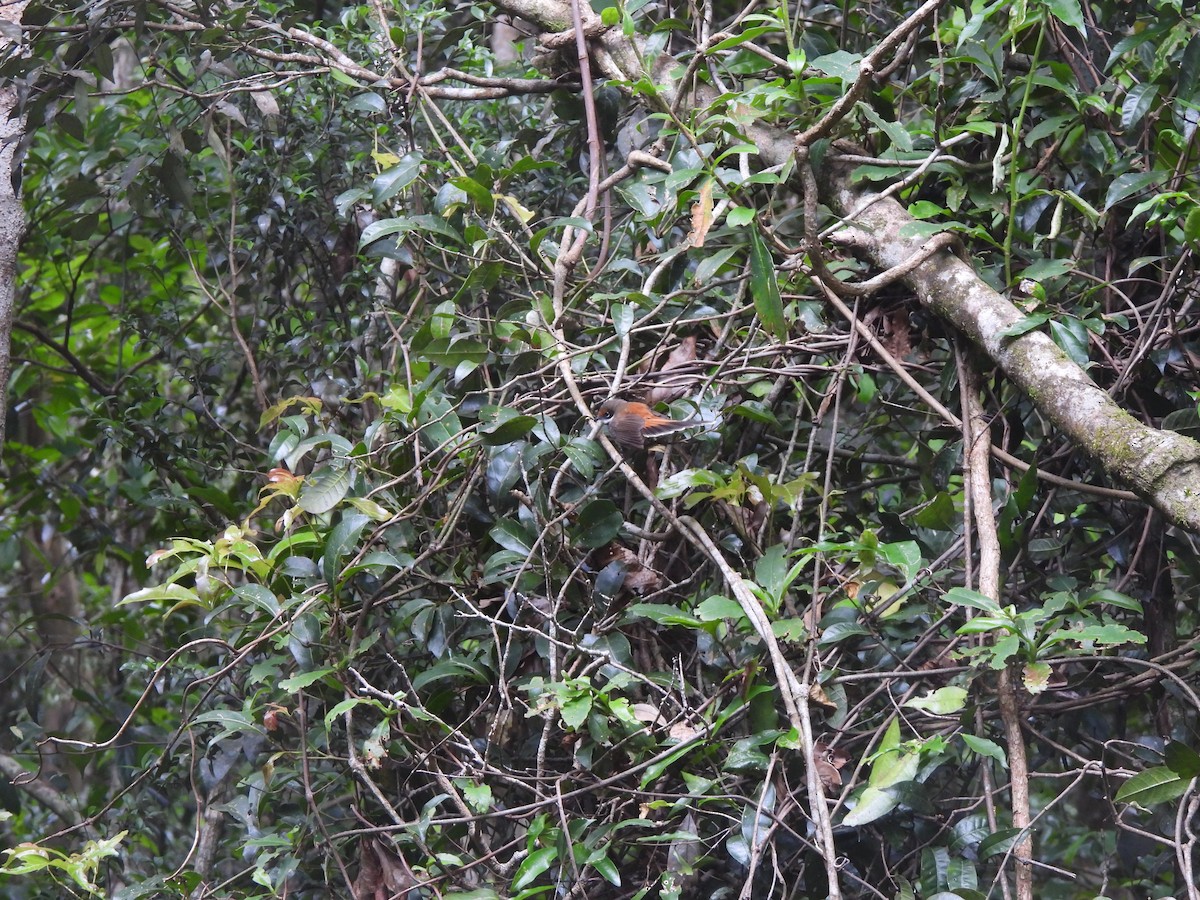 Fuchsfächerschwanz - ML646172332