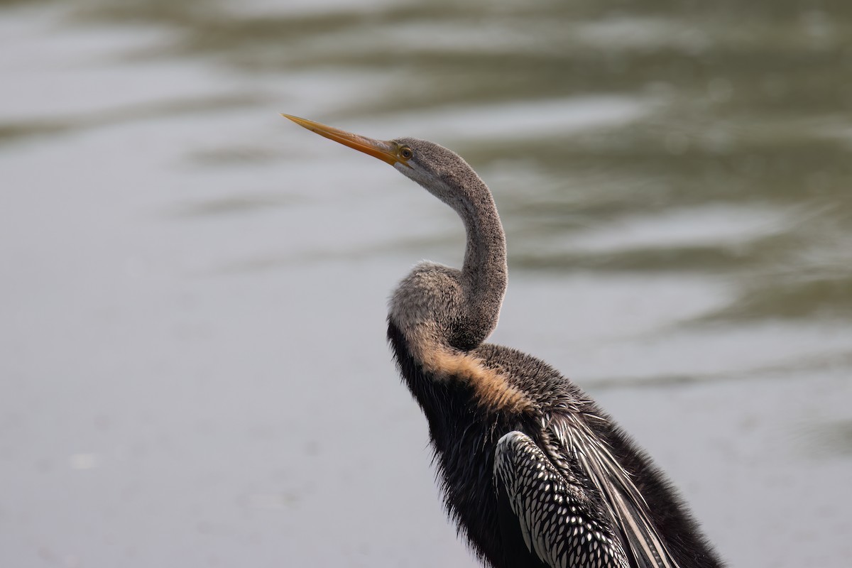 Orient-Schlangenhalsvogel - ML646172333