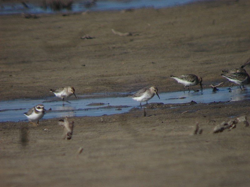 Alpenstrandläufer - ML646172334